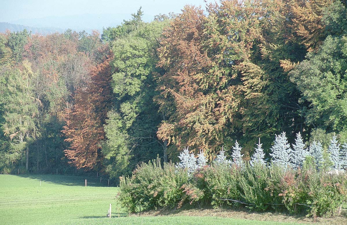 Trees
